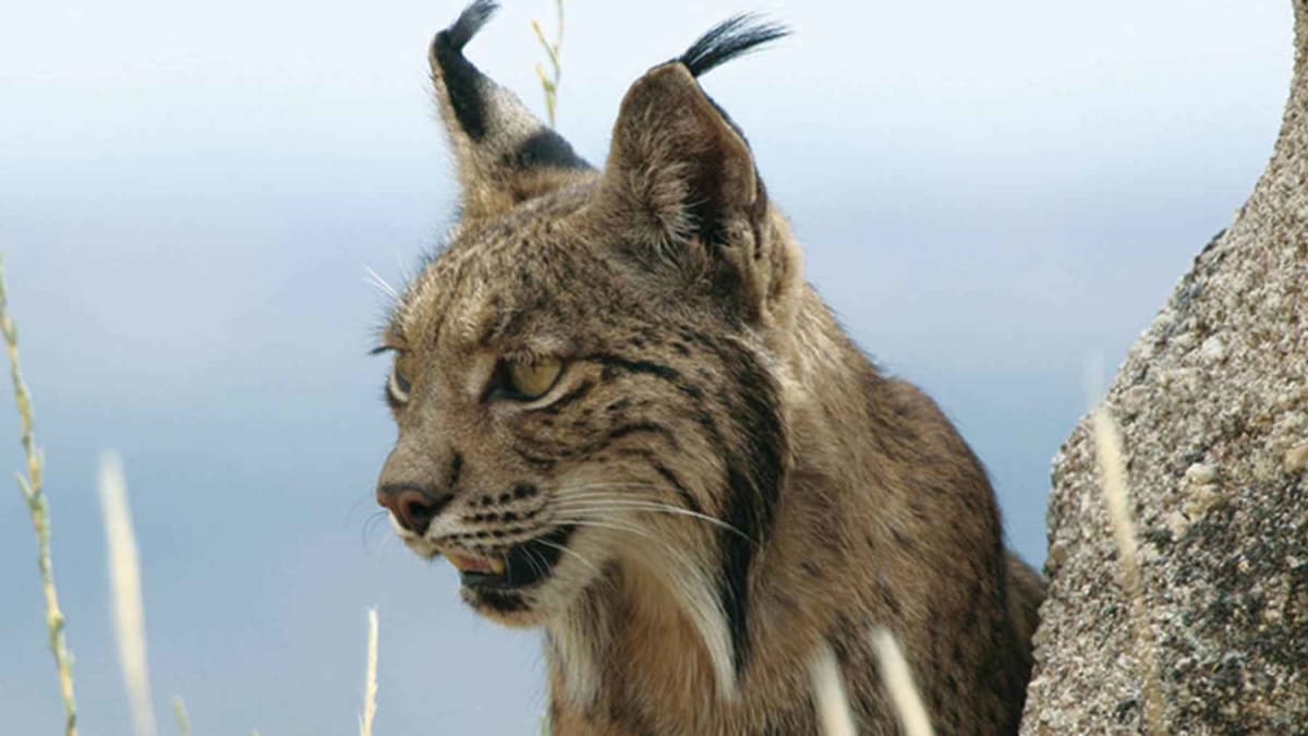 Spain's Lynx Recovery Reshapes Forests in Surprising Ways - Image 2