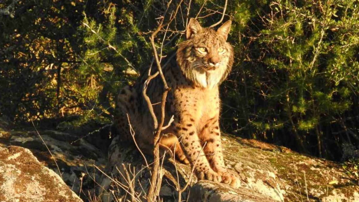 Spain's Lynx Recovery Reshapes Forests in Surprising Ways