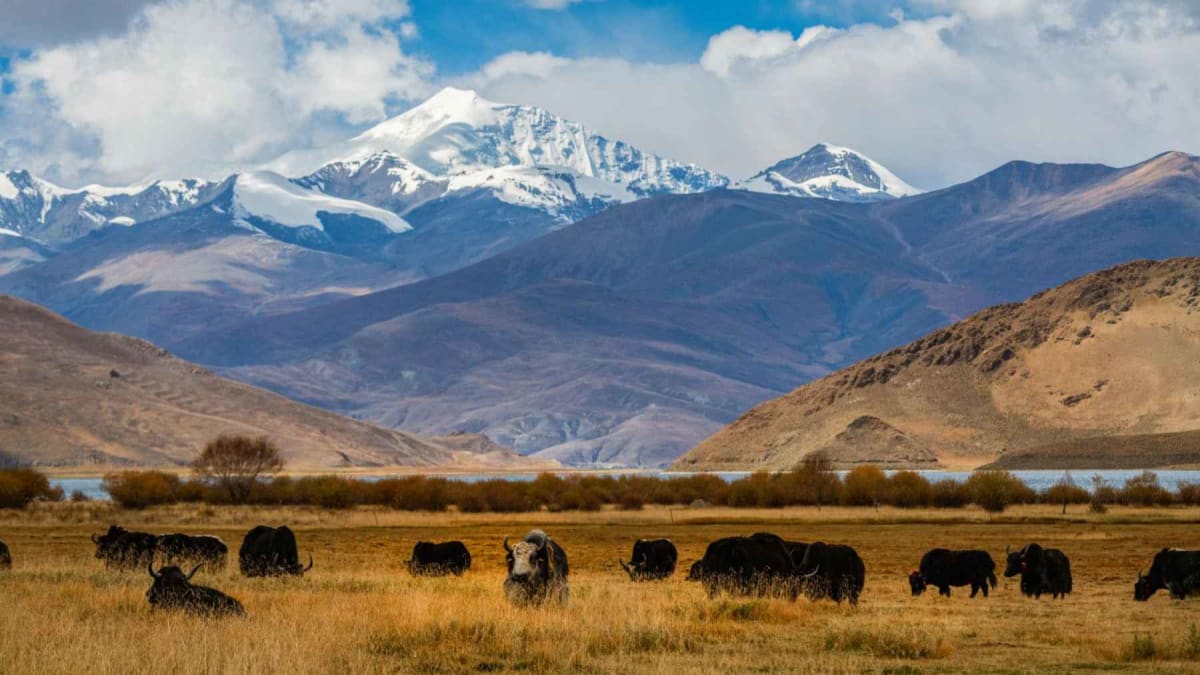 Scientists Find 12,000 New Microbes in Tibetan Animal Poop - Image 2