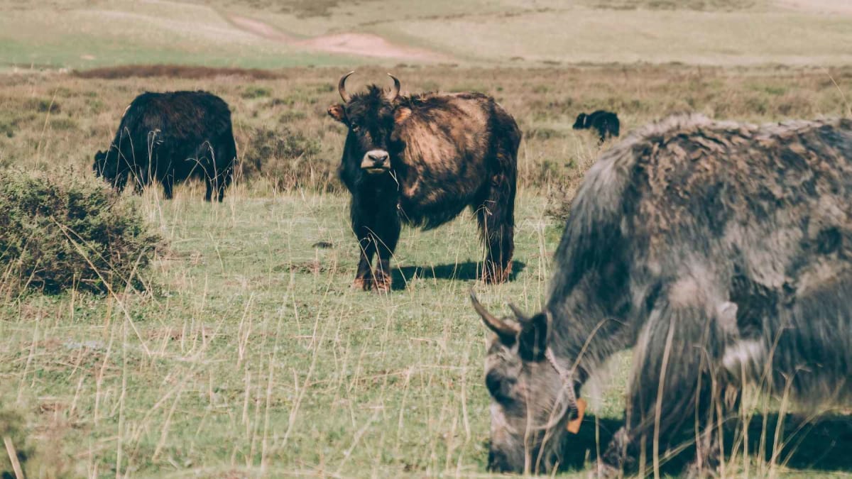 Scientists Find 12,000 New Microbes in Tibetan Animal Poop