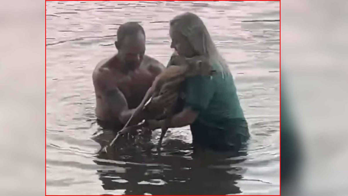 Ohio River Fawn Rescued After Hour-Long Battle With Current
