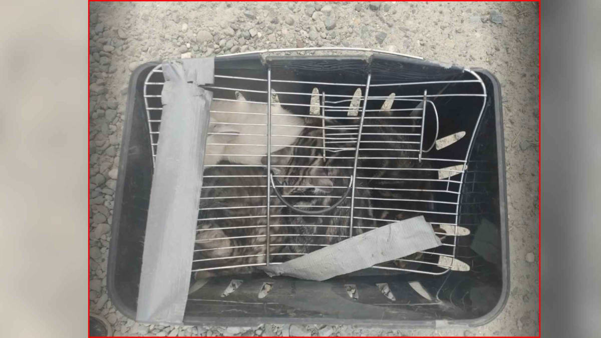 Ohio River Fawn Rescued After Hour-Long Battle With Current - Image 4