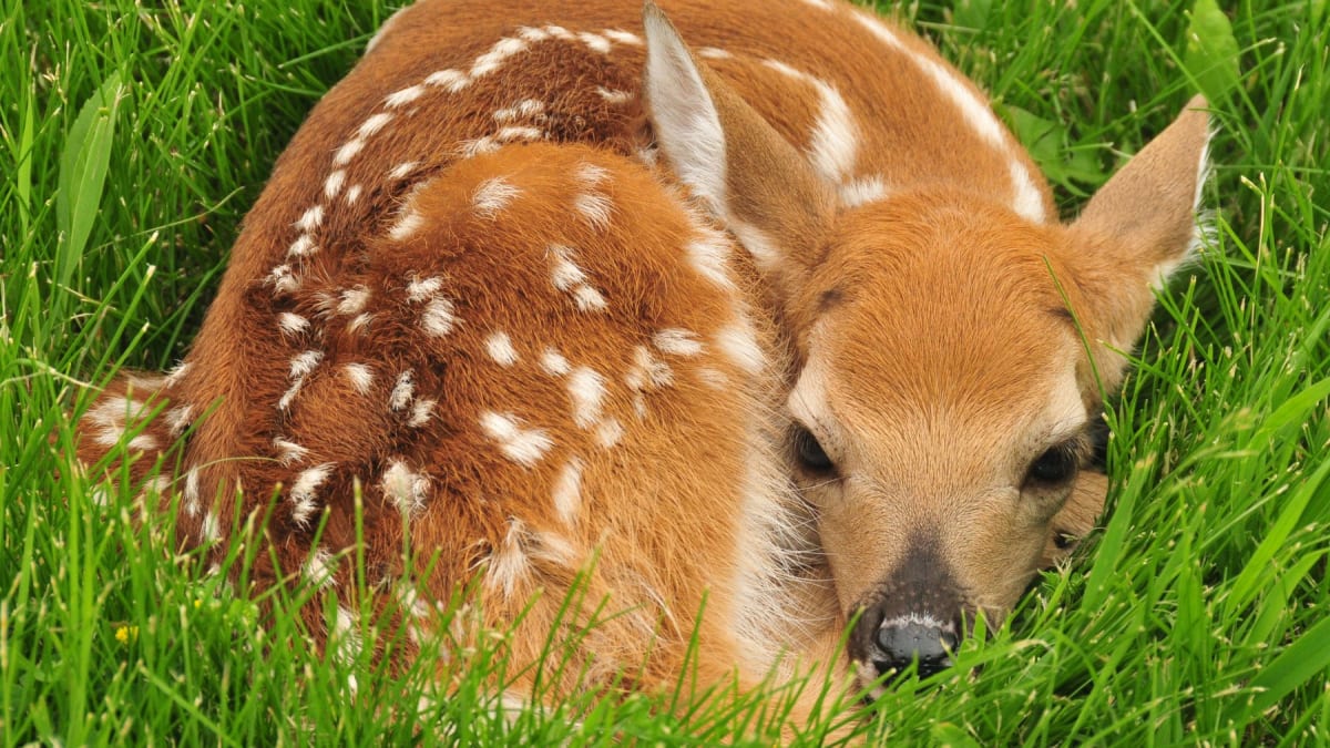 Ohio River Fawn Rescued After Hour-Long Battle With Current - Image 2