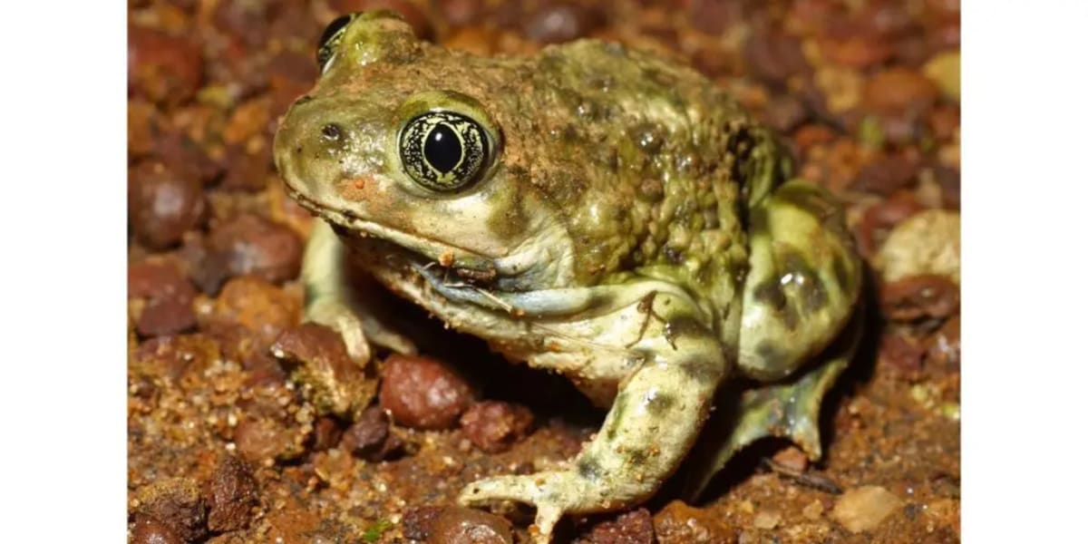 California Saves Frog and Solar Power in Historic Deal - Image 2