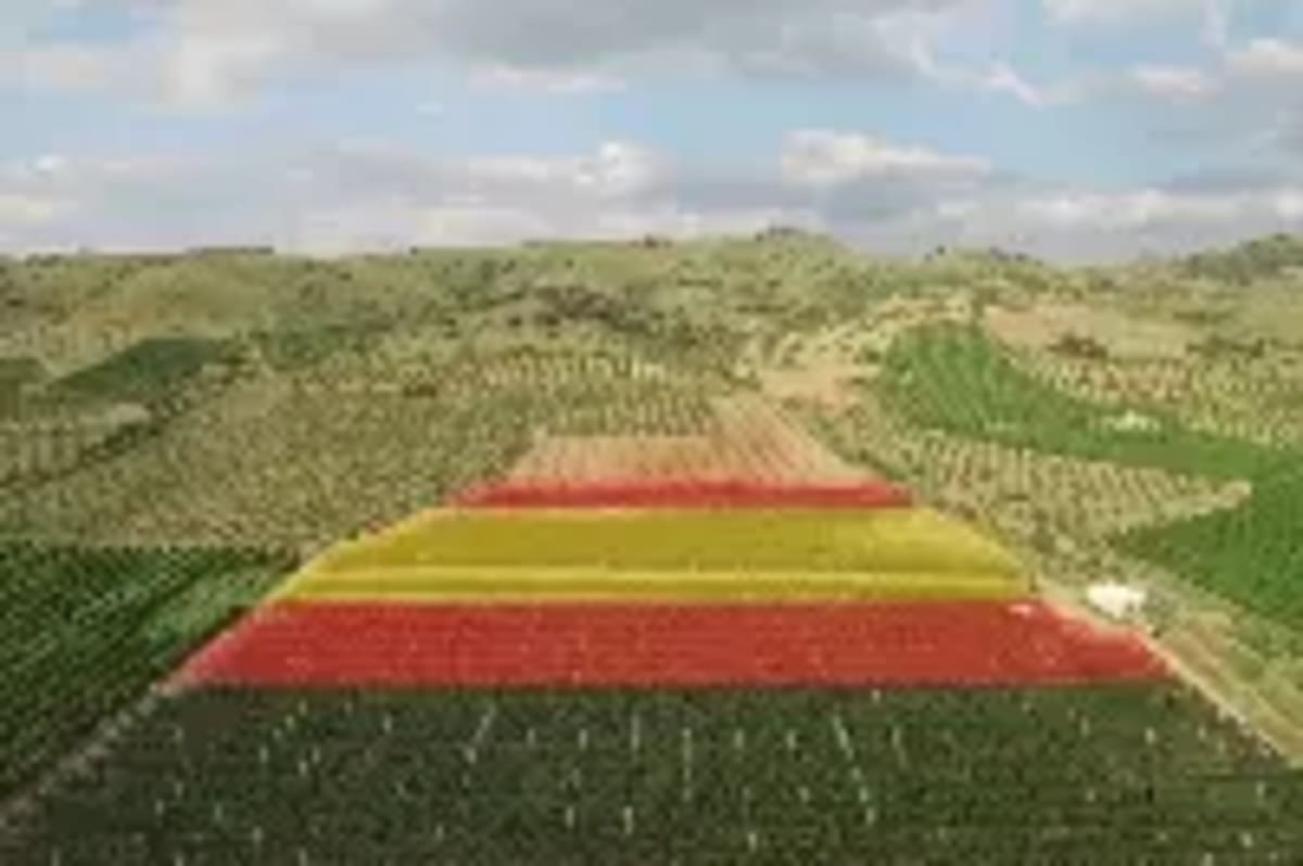 Italy Opens South African Market for Table Grapes - Image 4