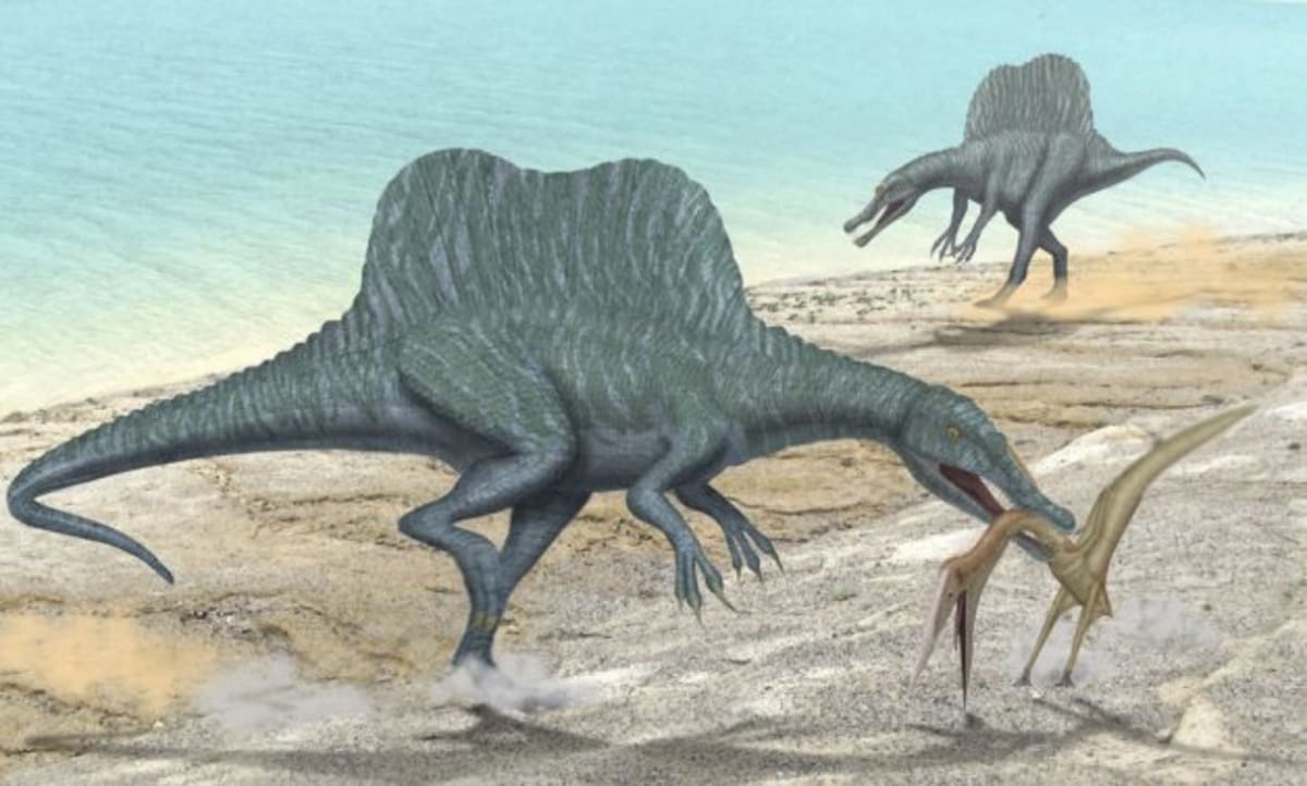 Egypt's Desert Yields 80-Million-Year-Old Dinosaur Fossils