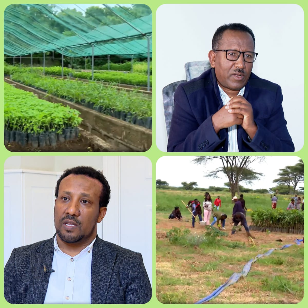 Ethiopian citizens planting seedlings together as part of nationwide Green Legacy Initiative reforestation campaign