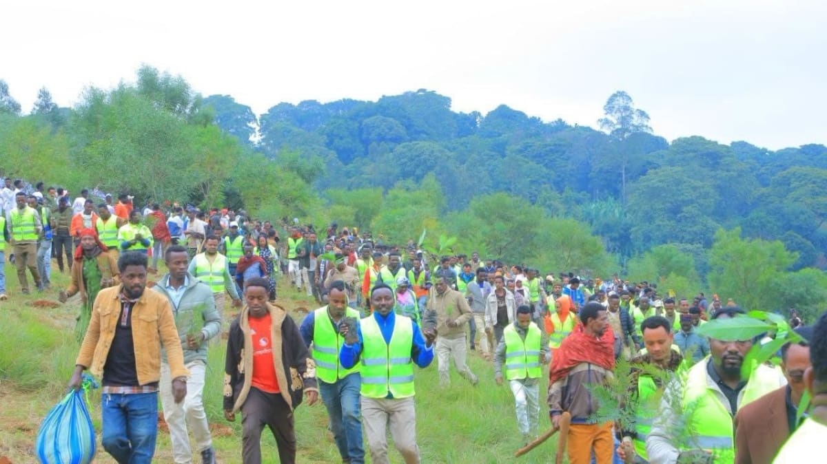 Ethiopia Plants 32 Billion Trees, Cuts Temps by 1°C