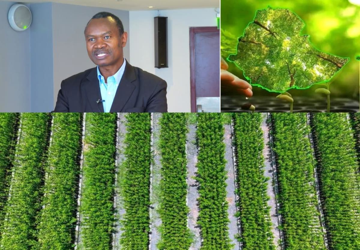 Ethiopia Plants 48 Billion Trees in Climate Comeback - Image 2