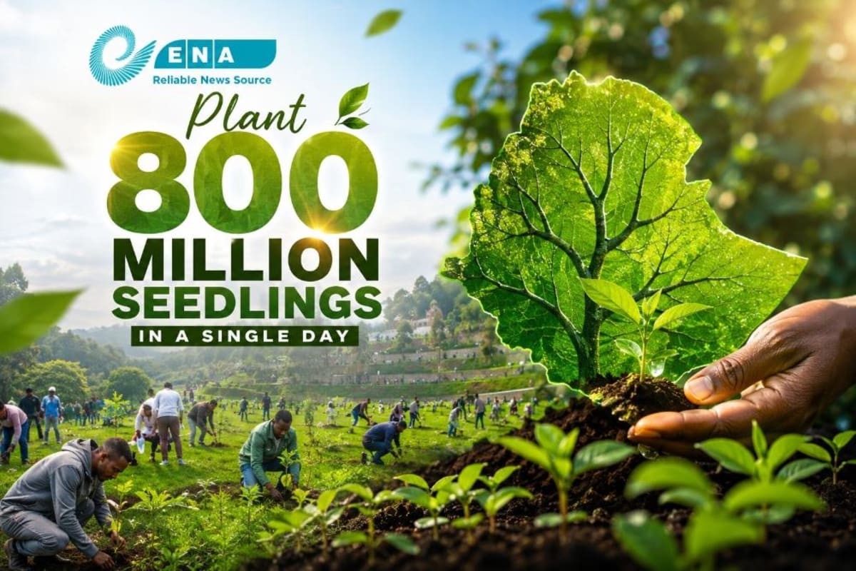 Ethiopia Plants 48 Billion Trees in 7-Year Green Revival - Image 2