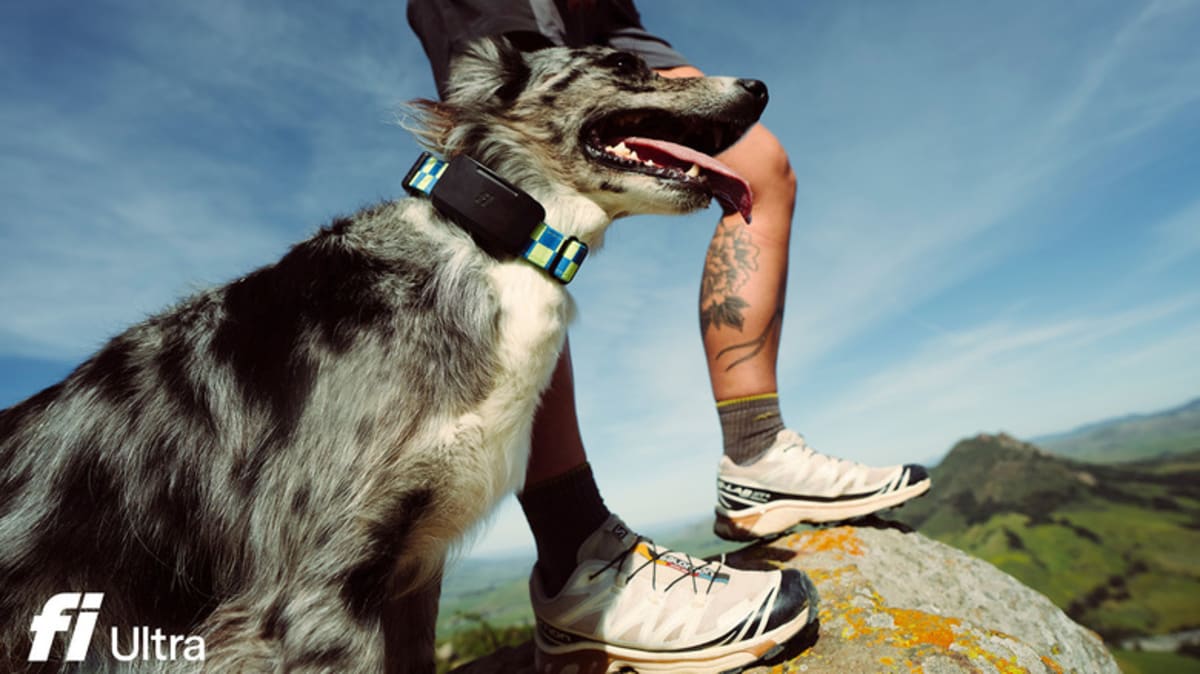 New Pet Tracker Works Anywhere Using Satellite Tech - Image 2