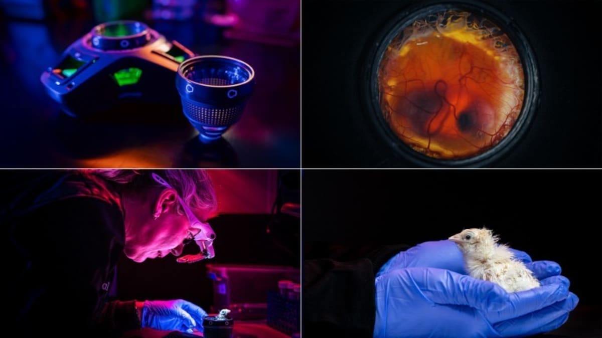 Scientists Hatch 26 Chicks from 3D-Printed Eggs - Image 3