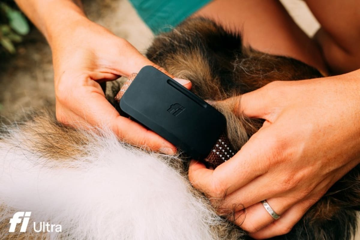 New Pet Tracker Works Anywhere Using Satellite Tech - Image 3