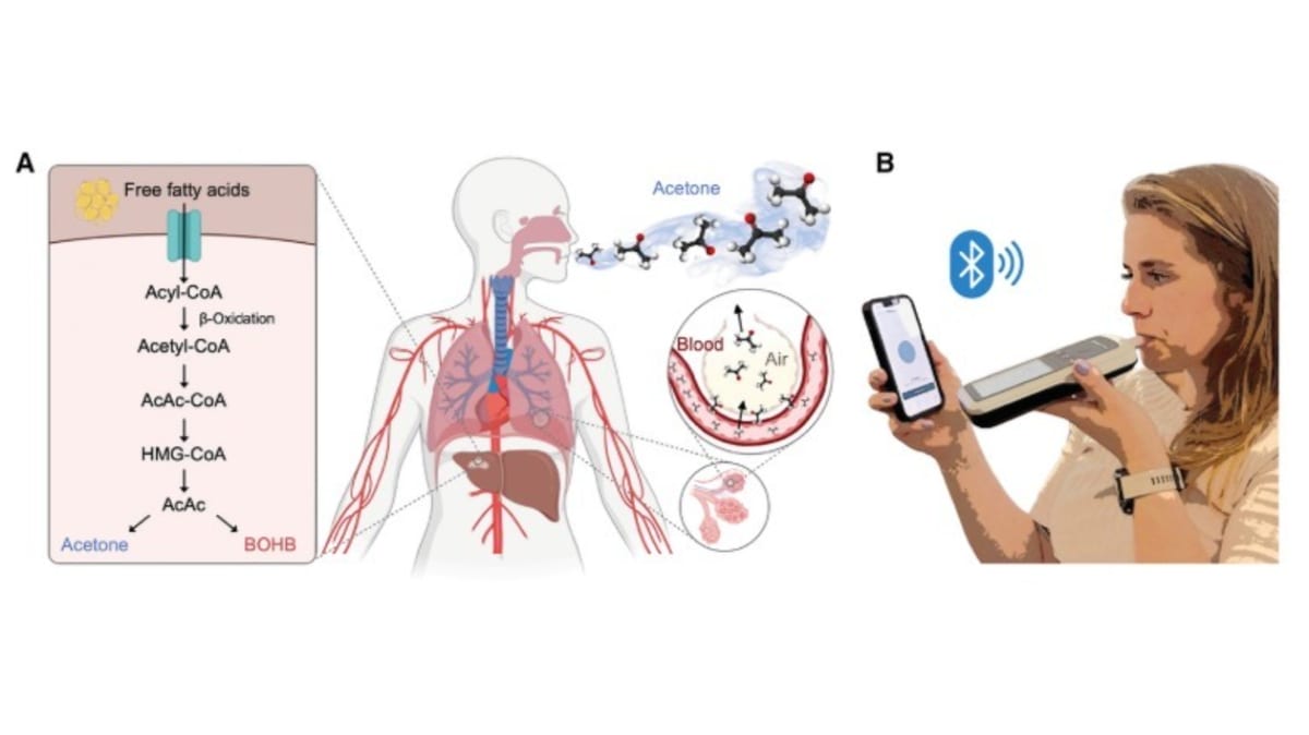 Scientists Create Breathalyzer That Shows When You Burn Fat - Image 3