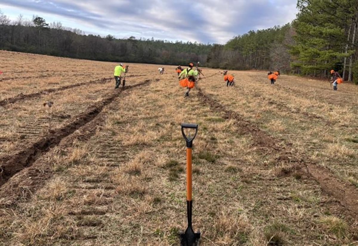 Tech Giants Fund 131K Tons of Carbon Removal in Appalachia