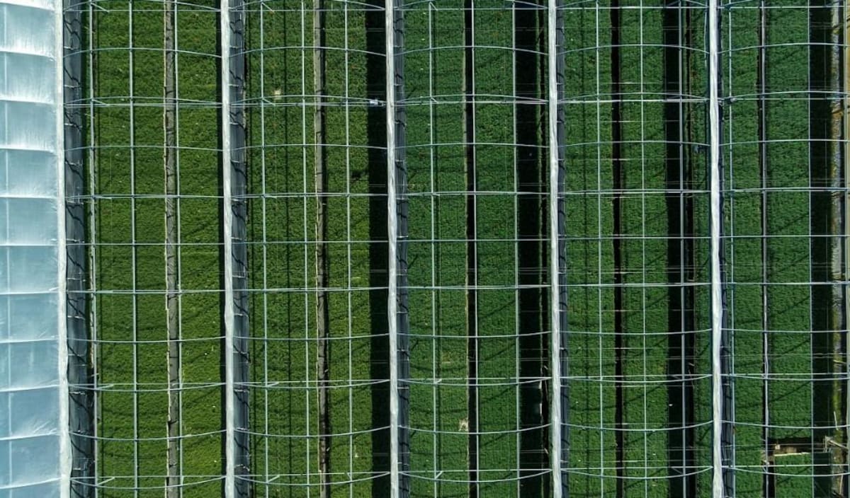 Forest restoration site in Montana where burned trees are being buried to sequester carbon