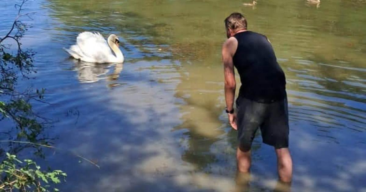 Wildlife rescue team treating an injured swan with fishing hook embedded in neck