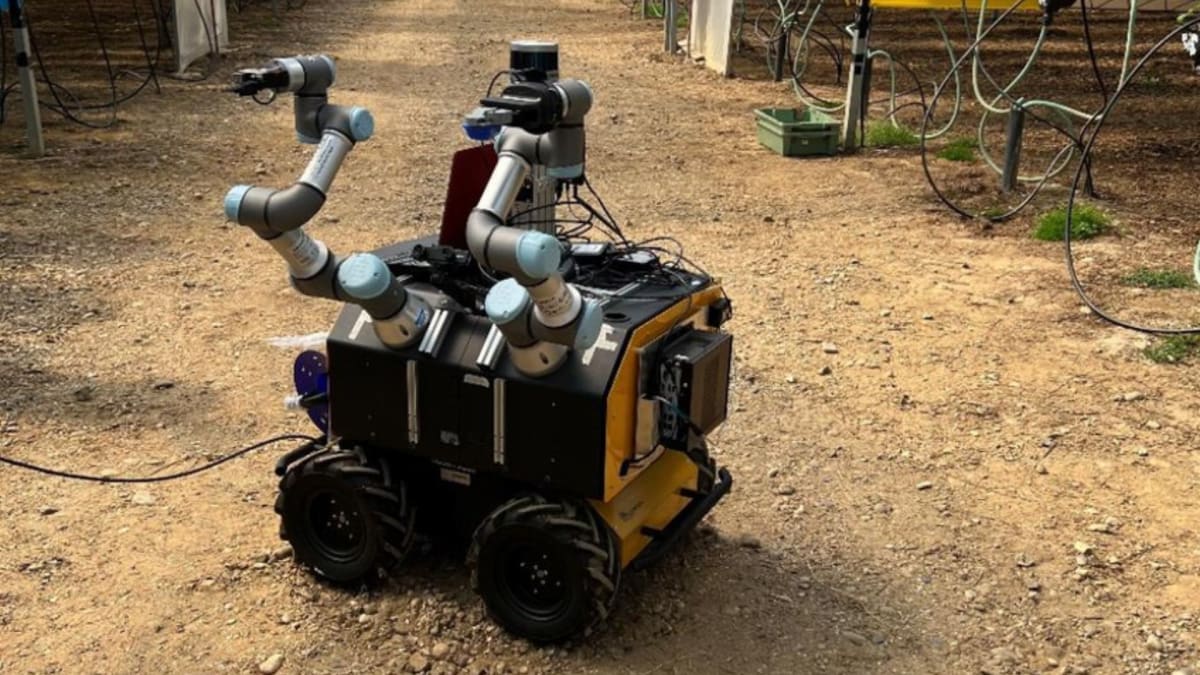Robotic arm with sensors gently harvesting fresh produce in agricultural field setting