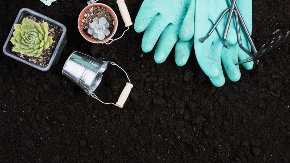 AI Matches Expert in Identifying Soil Pests for Farmers