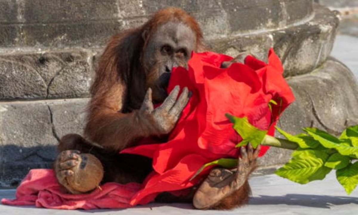 Belgian Zoo Saves Endangered Orangutan Families