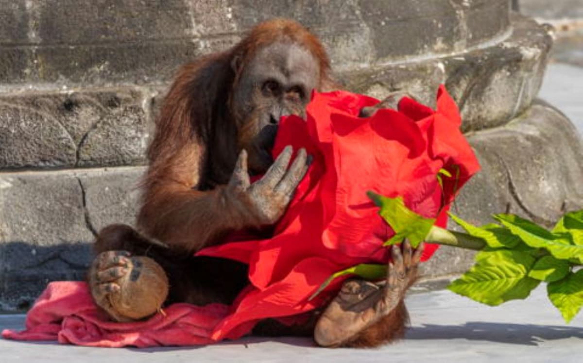 Belgian Zoo Saves Endangered Orangutan Families - Image 2