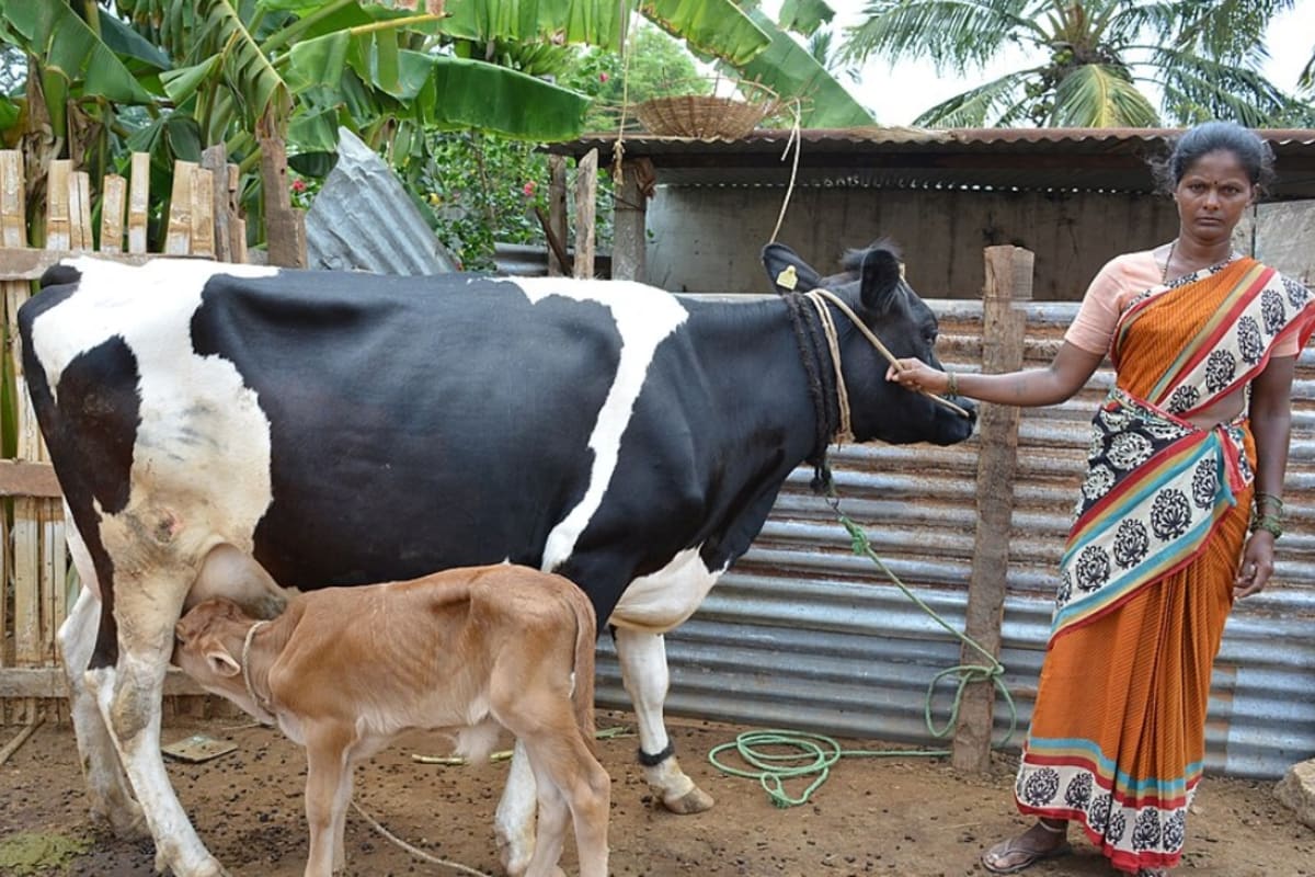 India's Women-Run Dairy Co-ops Boost Income 43% in 5 Years