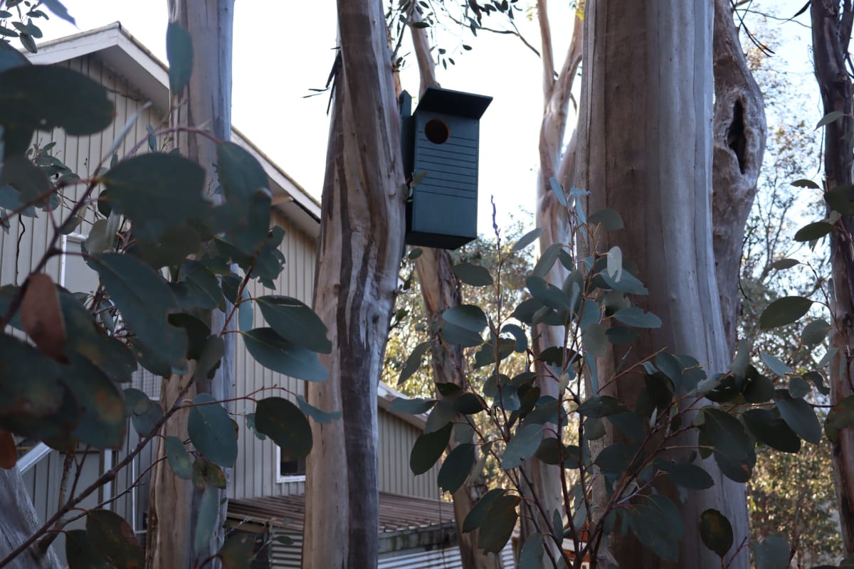 Wooden nest box mounted on tree trunk in Australian alpine forest at Falls Creek