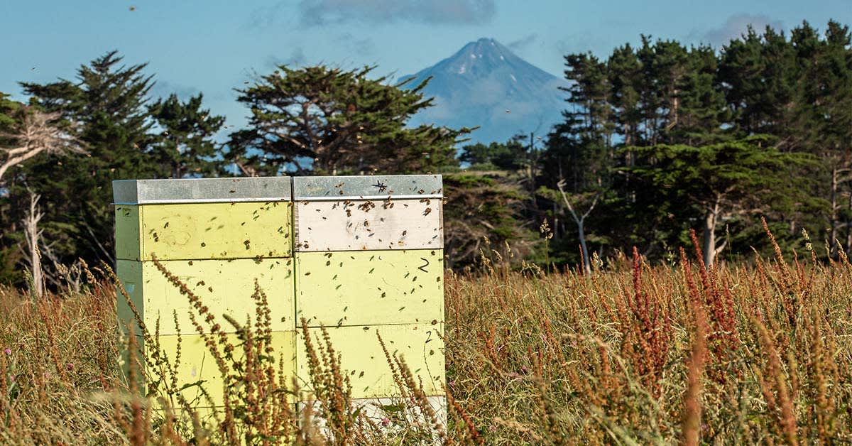 New Zealand Unites Honey Industry to Boost Bees and Exports
