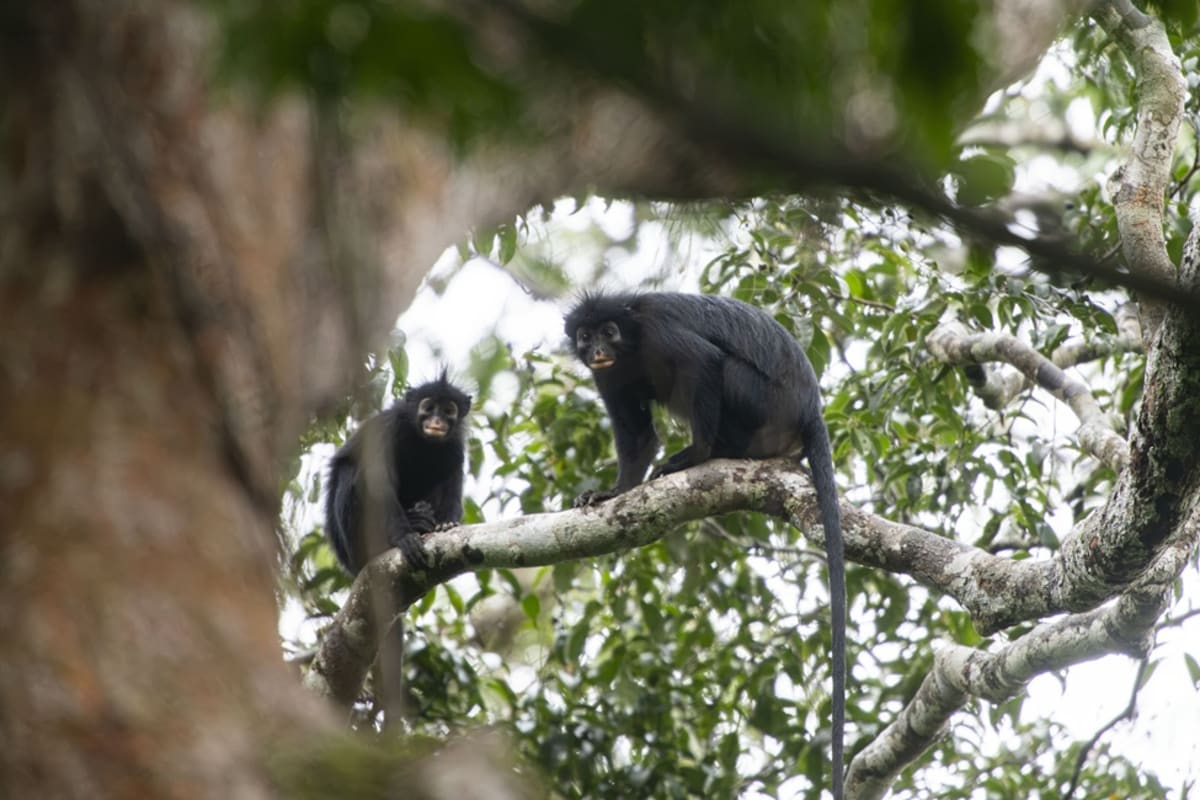 Colobus congoensis monkey with black fur and distinctive orange facial patches in Congo rainforest