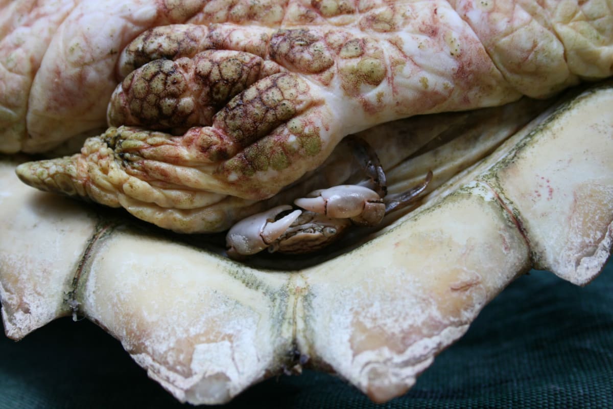 Scientists Find Crabs Riding Sea Snakes in Pacific Ocean - Image 2
