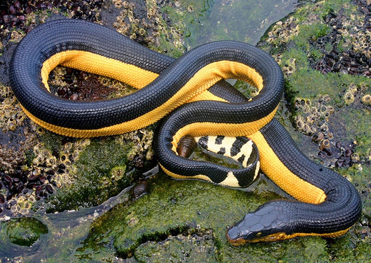 Scientists Find Crabs Riding Sea Snakes in Pacific Ocean - Image 5
