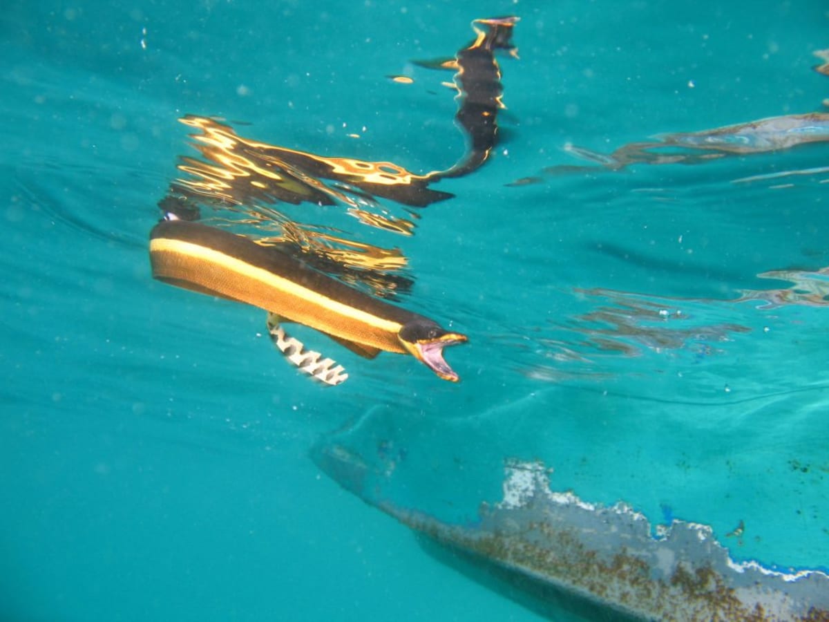 Scientists Find Crabs Riding Sea Snakes in Pacific Ocean - Image 4