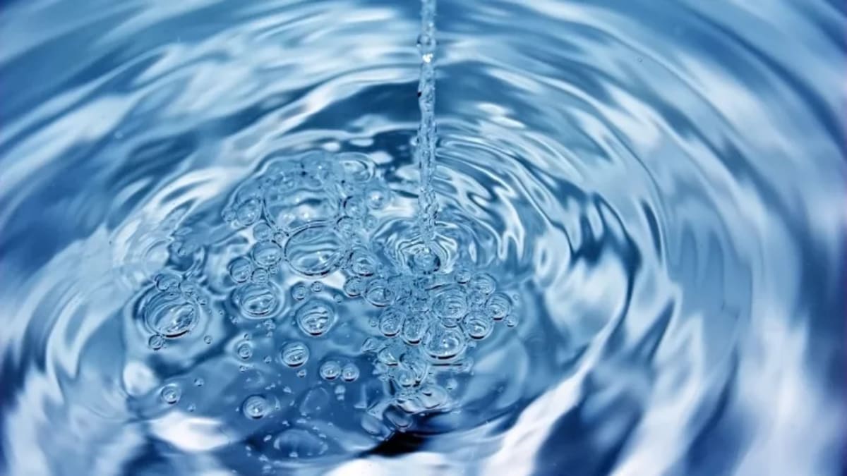 Plant Seeds Remove 98% of Microplastics From Water - Image 3