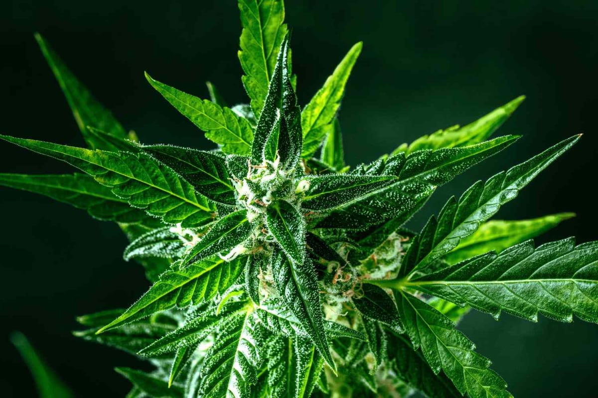 Close-up of green cannabis plant leaves and buds in natural lighting