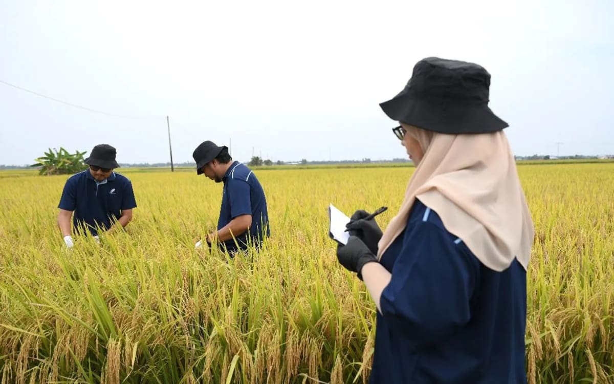 Malaysia Uses Drones and AI to Transform Rice Farming - Image 5