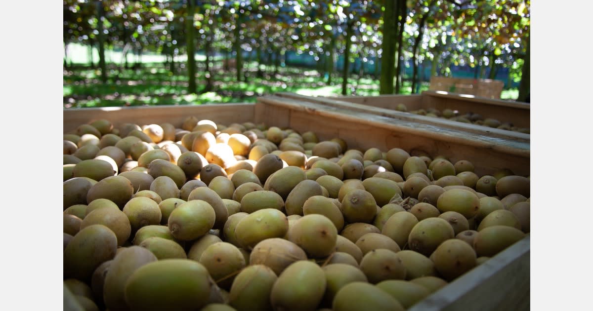 New Zealand Kiwifruit Harvest Hits Record 228M Trays