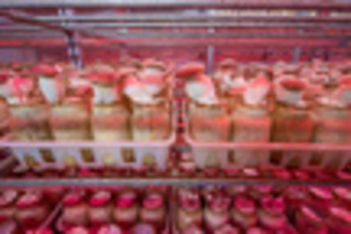 Malaysia Invests $545M in Pineapple Tech Revolution - Image 3
