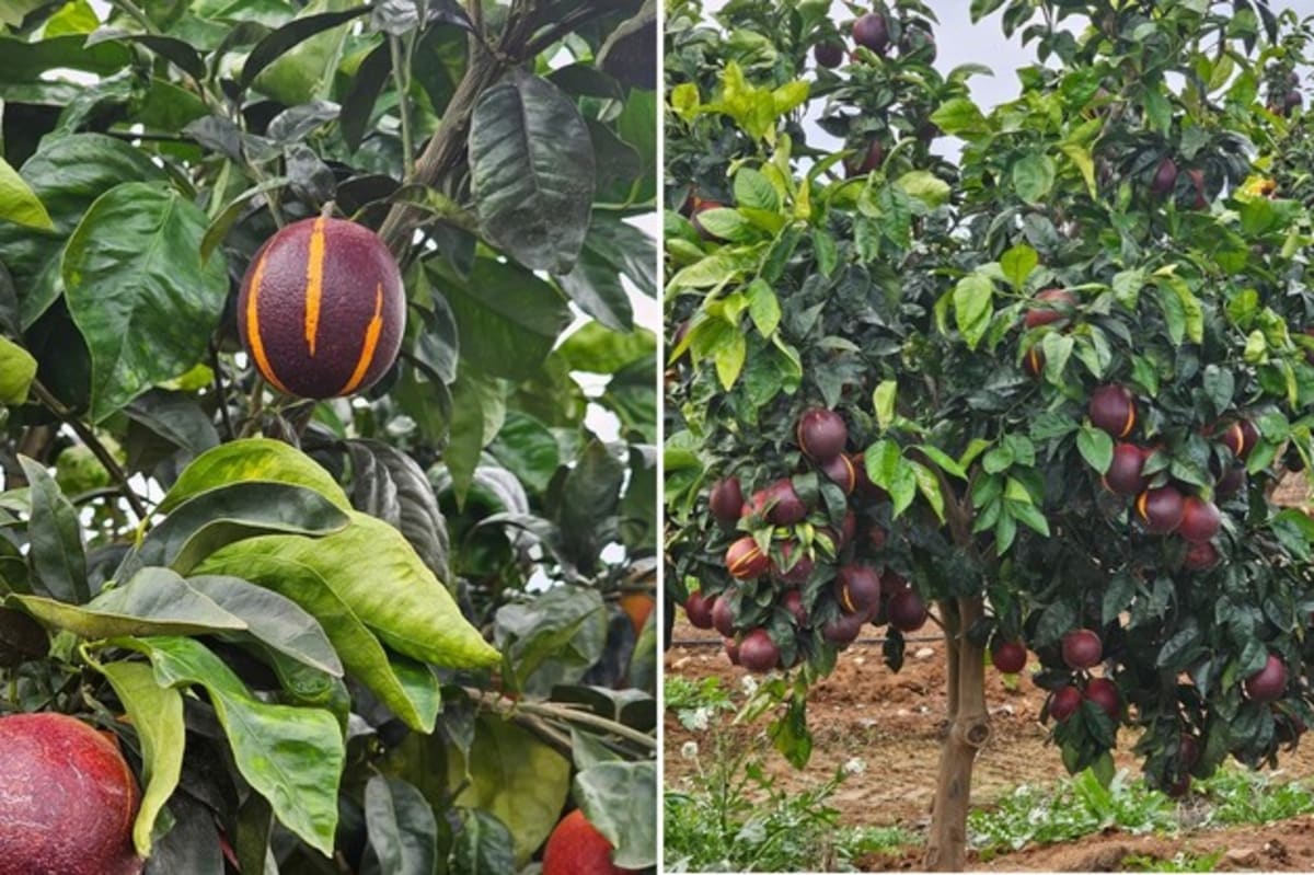 Ruby-Red Citrus Innovation Lands in South African Stores - Image 3