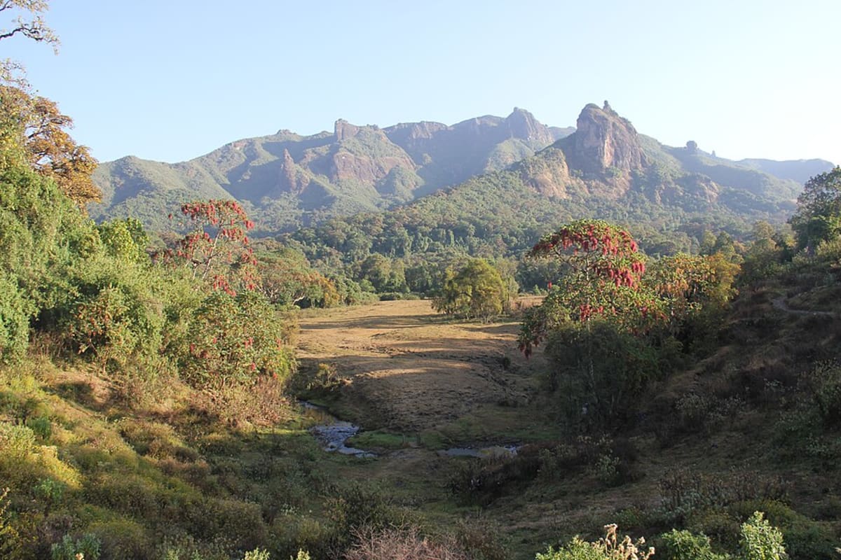Ethiopia Launches Carbon Credit System in Four Months