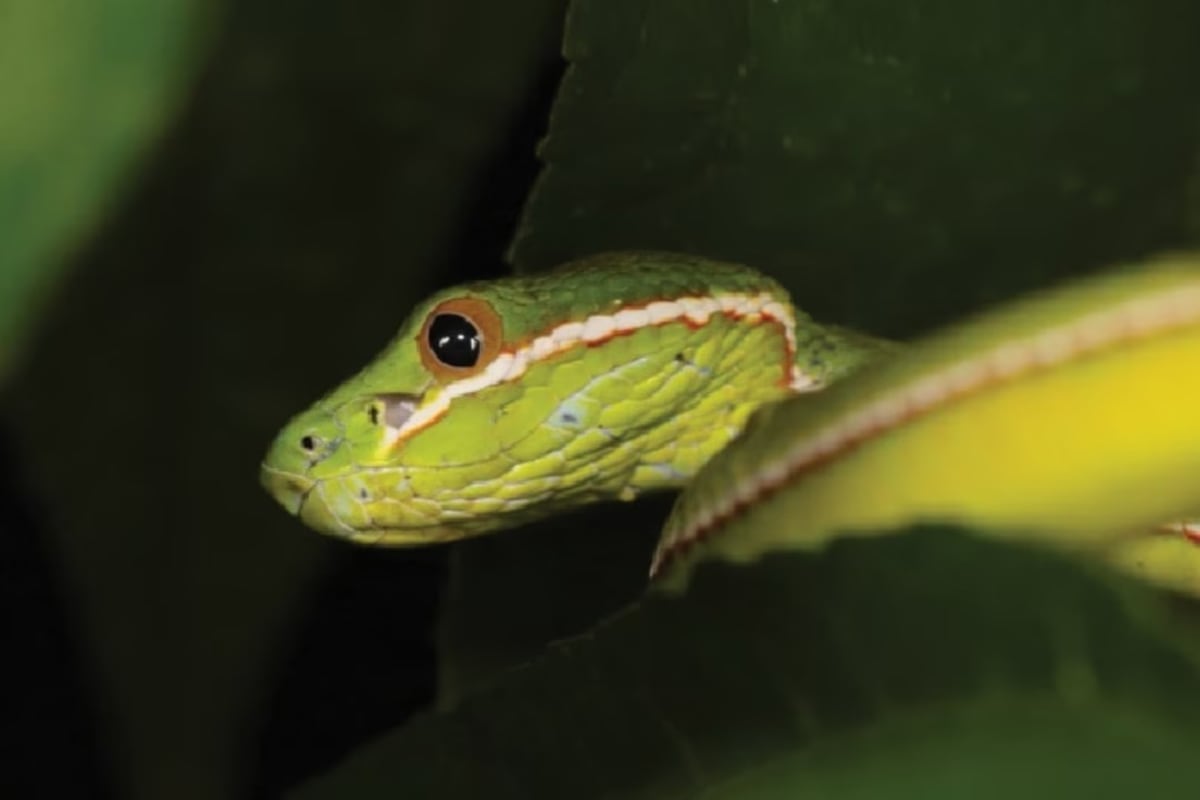 Green tree viper coiled on branch in misty forest of western China