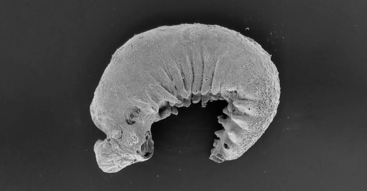 Microscopic view of 500-million-year-old fossilized larva showing preserved brain structures from Cambrian period
