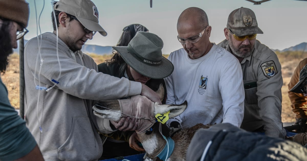 Arizona Saves Endangered Pronghorn From 21 to Hundreds