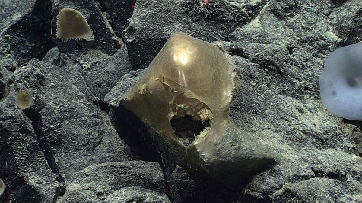 Golden dome-shaped orb attached to rock on deep ocean floor two miles underwater