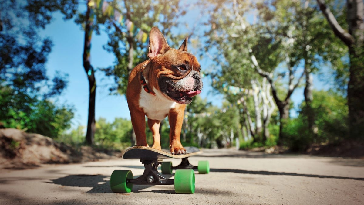 New Injection Could Help French Bulldogs Breathe Easier