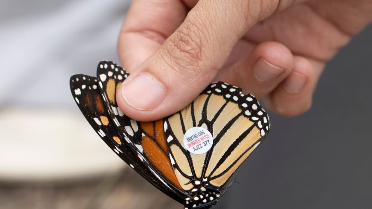 Wisconsin Seeks Volunteers to Save Endangered Butterfly - Image 2