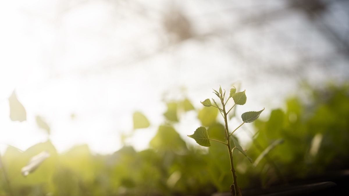Colorado Nursery Grows 1M Trees Yearly to Heal Forests - Image 2