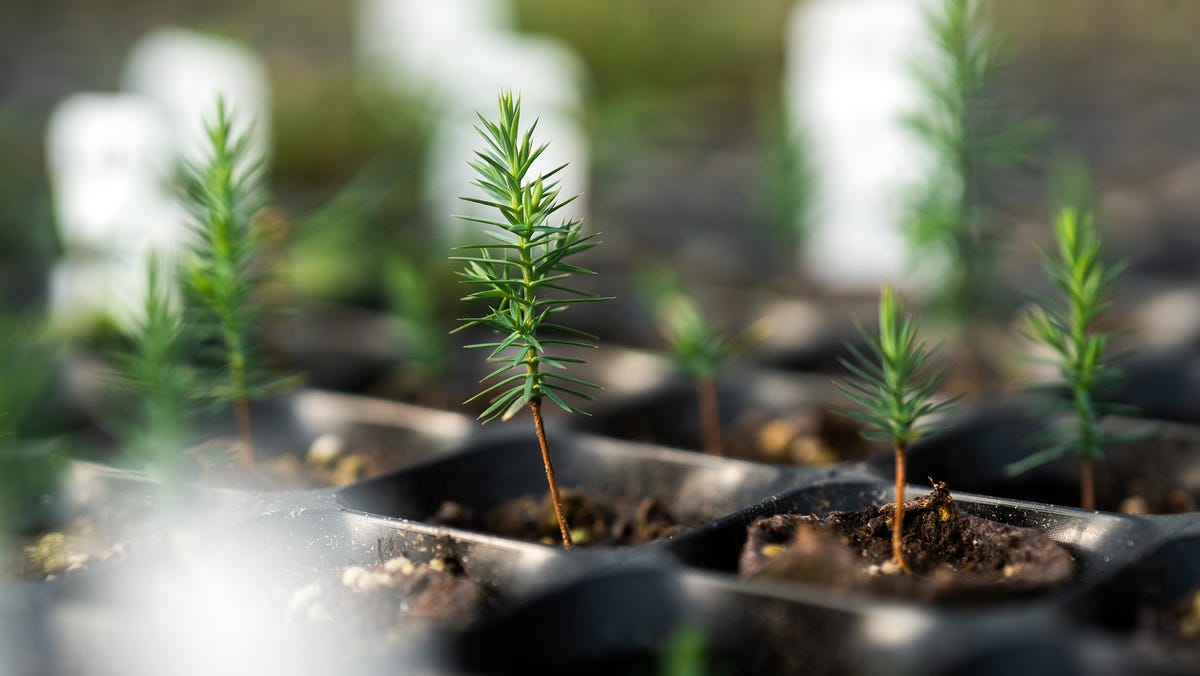 Rows of tiny Douglas fir and ponderosa pine seedlings growing in greenhouse facility