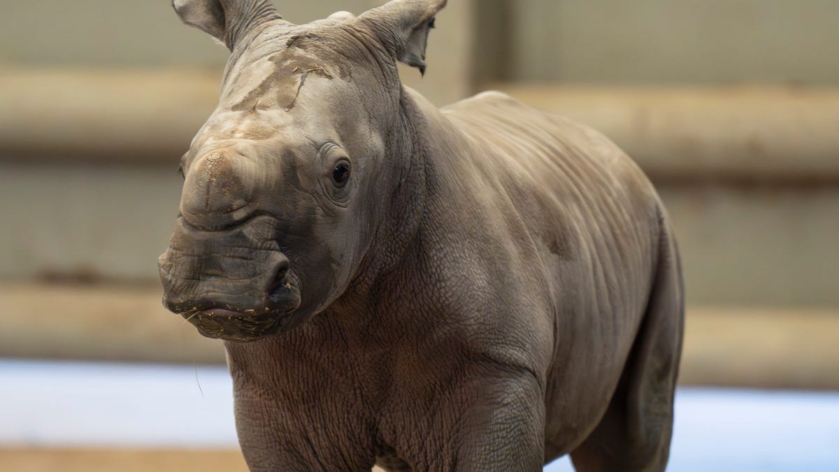Newborn southern white rhino calf standing beside mother Agnes at The Wilds Ohio