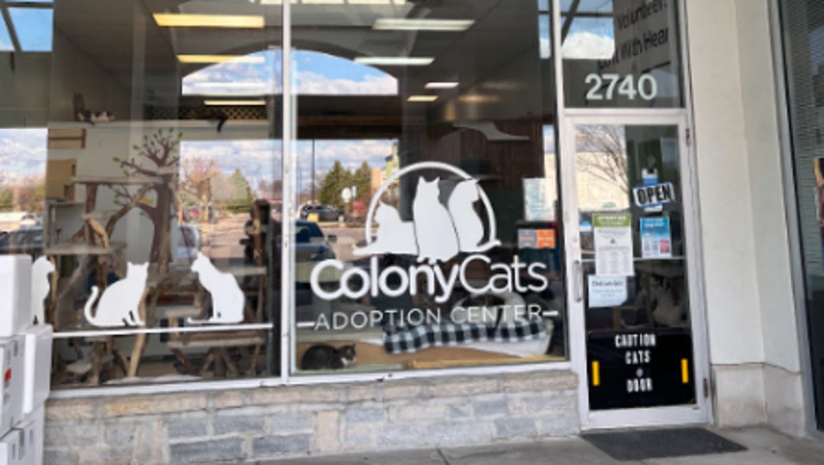 Volunteers caring for adoptable cats at Colony Cats cage-free shelter in Columbus, Ohio