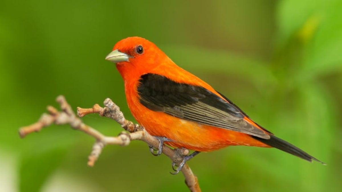 Missouri Seeks Birdwatchers to Track 3 Billion Bird Loss